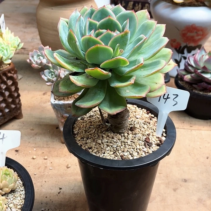 多肉植物，晨露143号