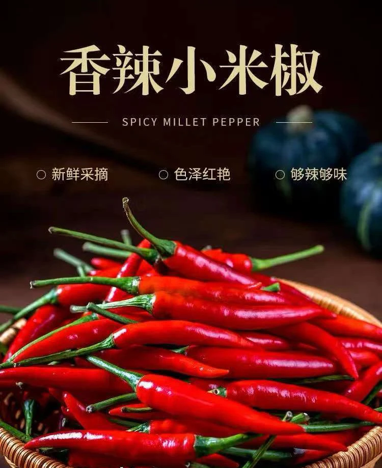 云南精选新鲜现摘特辣小米椒可用于泡椒餐饮调味