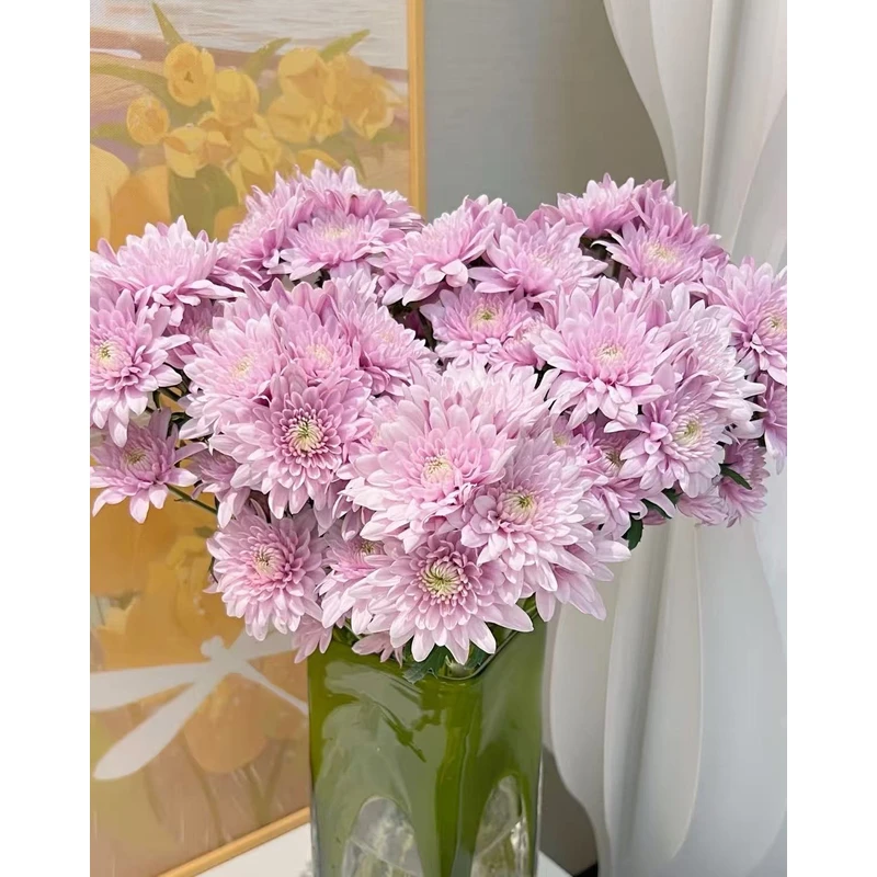 【AAA级鲜花 · 顺丰冷链】蜜桃粉小菊