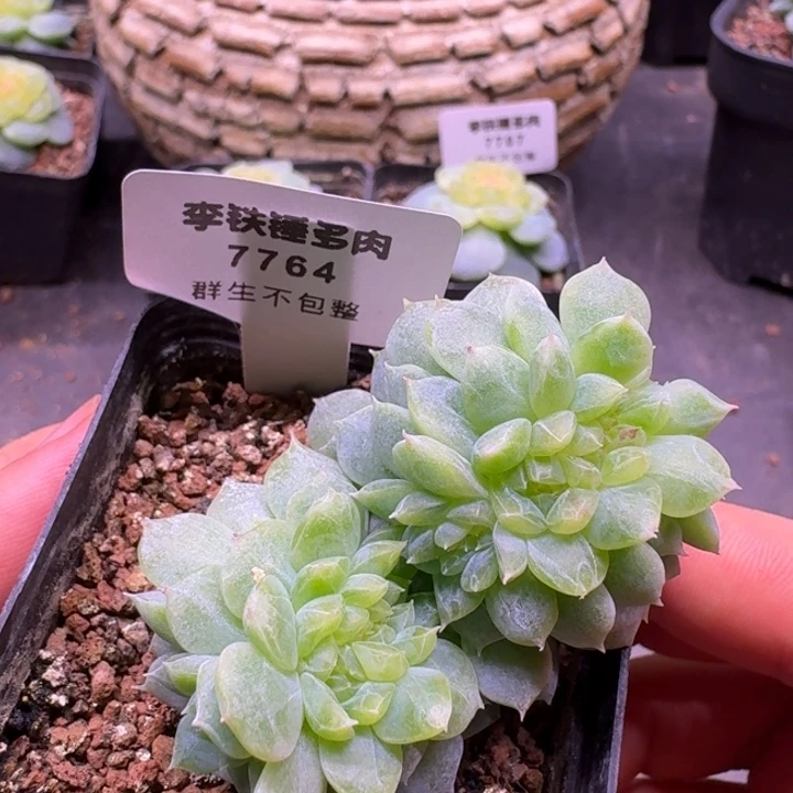 7764纸鸢缀化一物一拍5cm盆