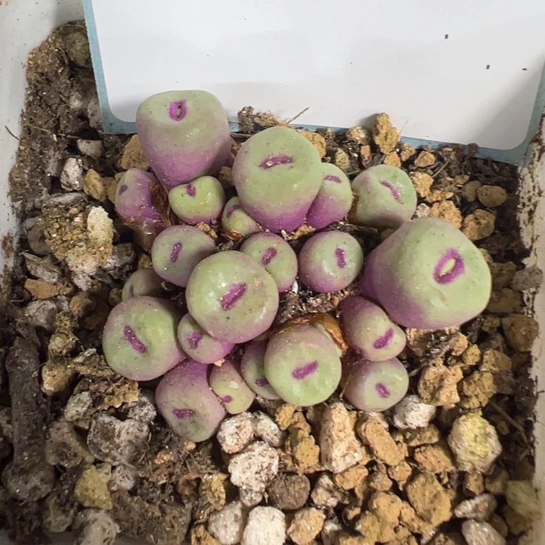 6-42肉锥多肉植物