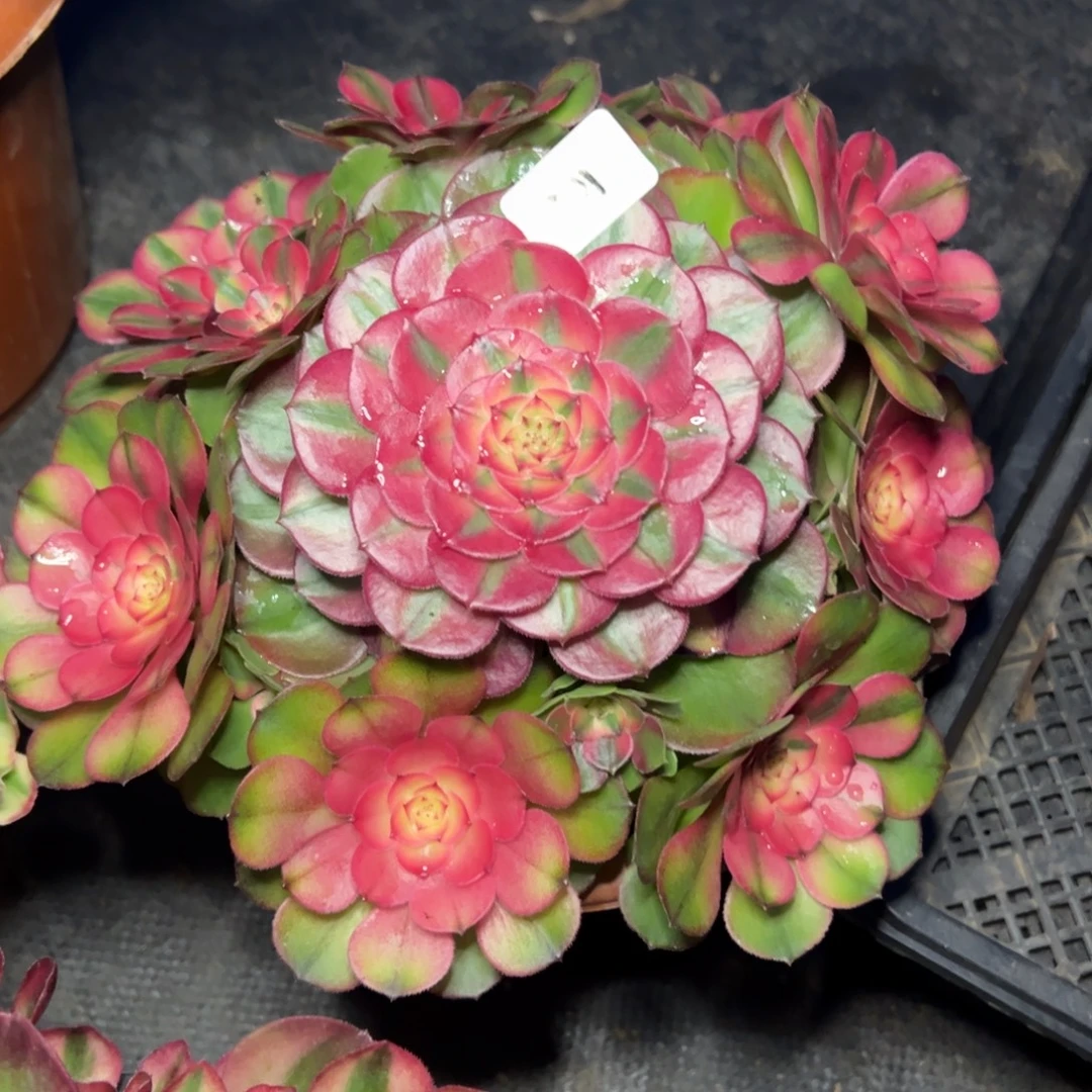 201荔枝多肉嘻嘻嘻