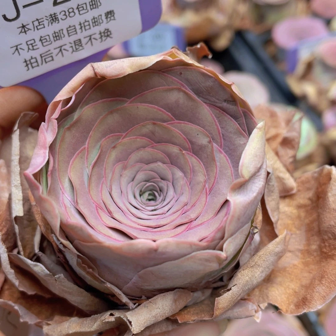 嘉***修山地玫瑰J286裸根发货不售后
