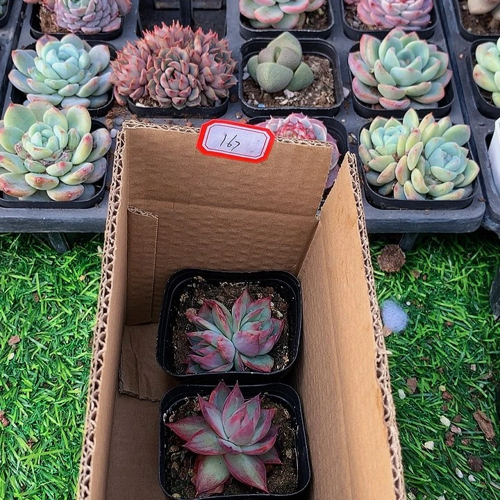 A167惊鸿仙子多肉