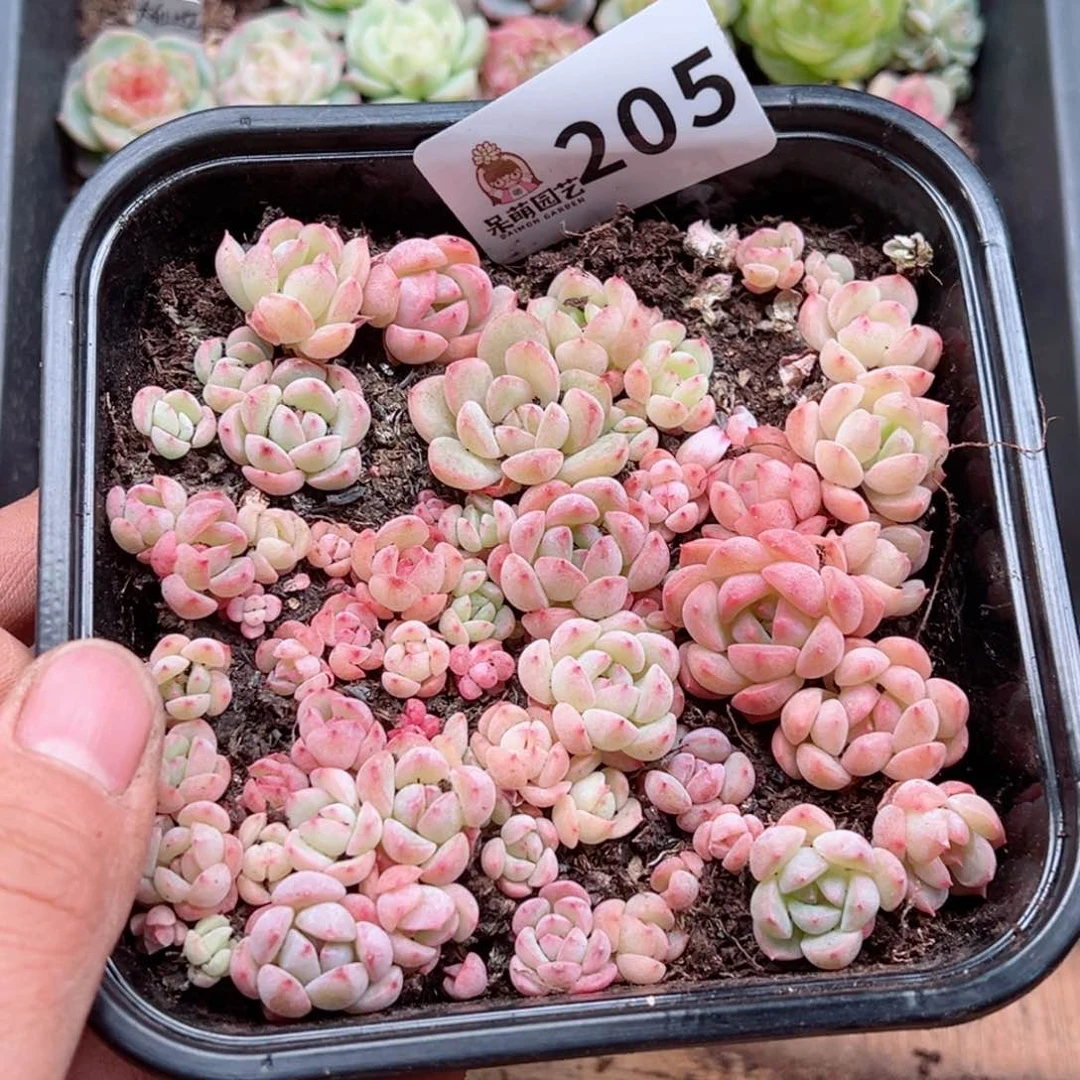 多肉植物多肉植物