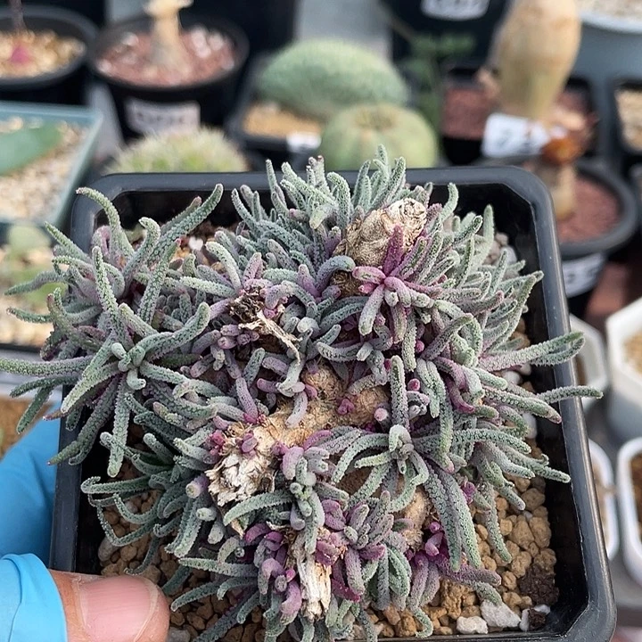 534大盆天赐块根植物