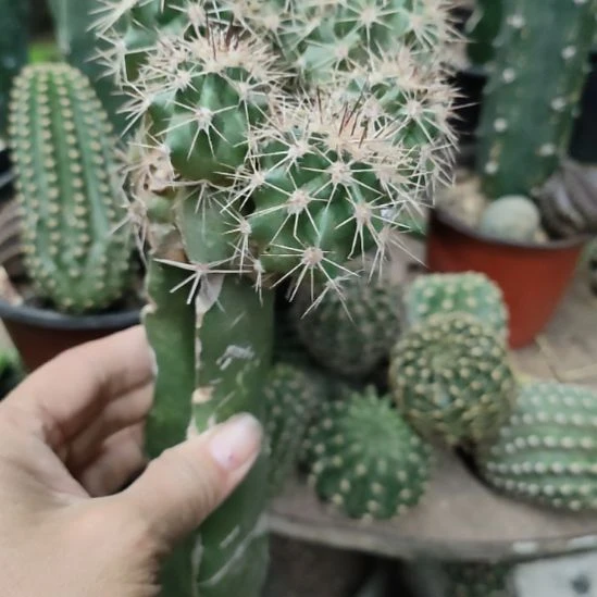 仙人球绯虾群带杆福利