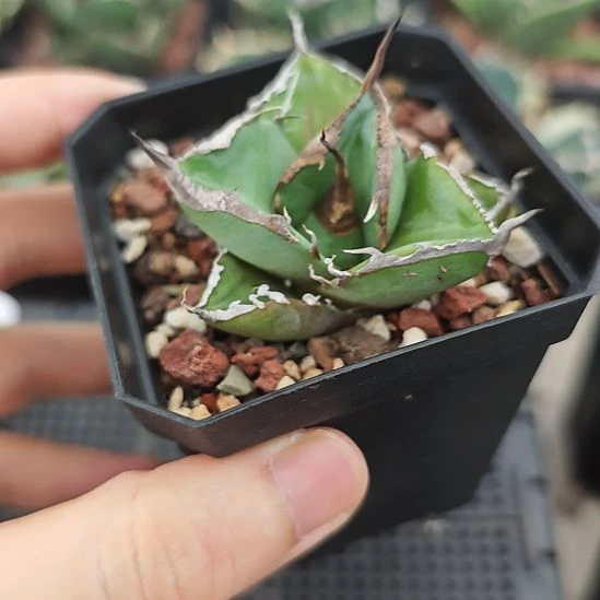 黑豹仁王冠龙舌兰顶芽一颗