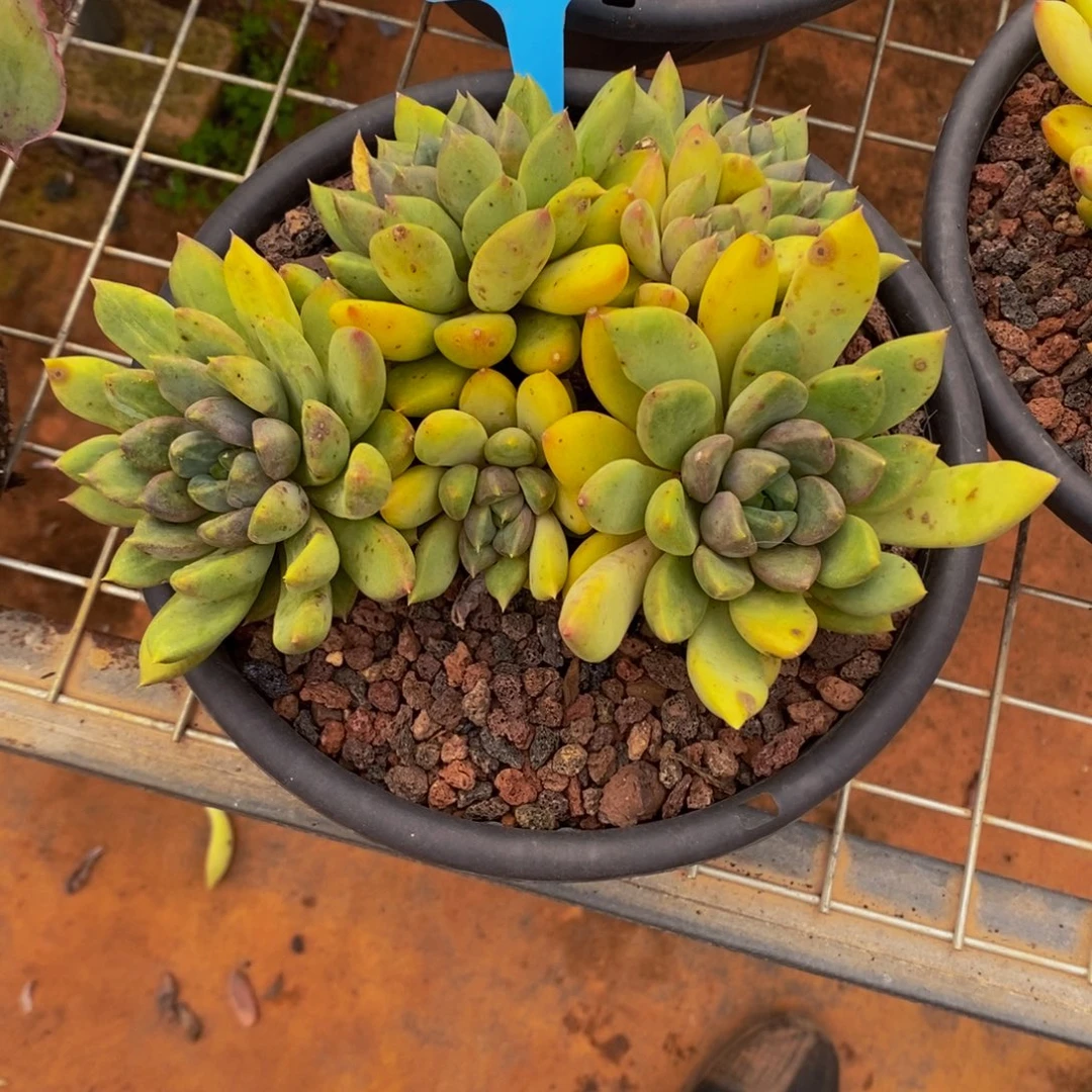 浅***。象牙610。