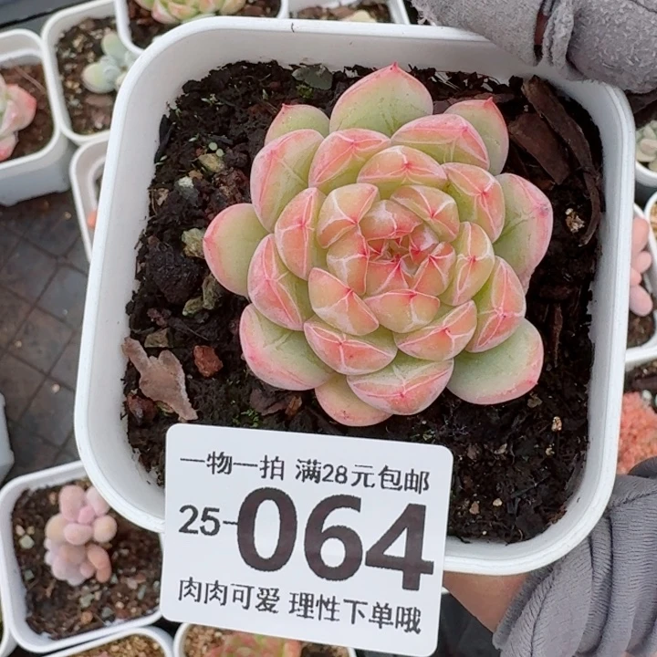 雪花珍妮无盆土发货无盆土发货无