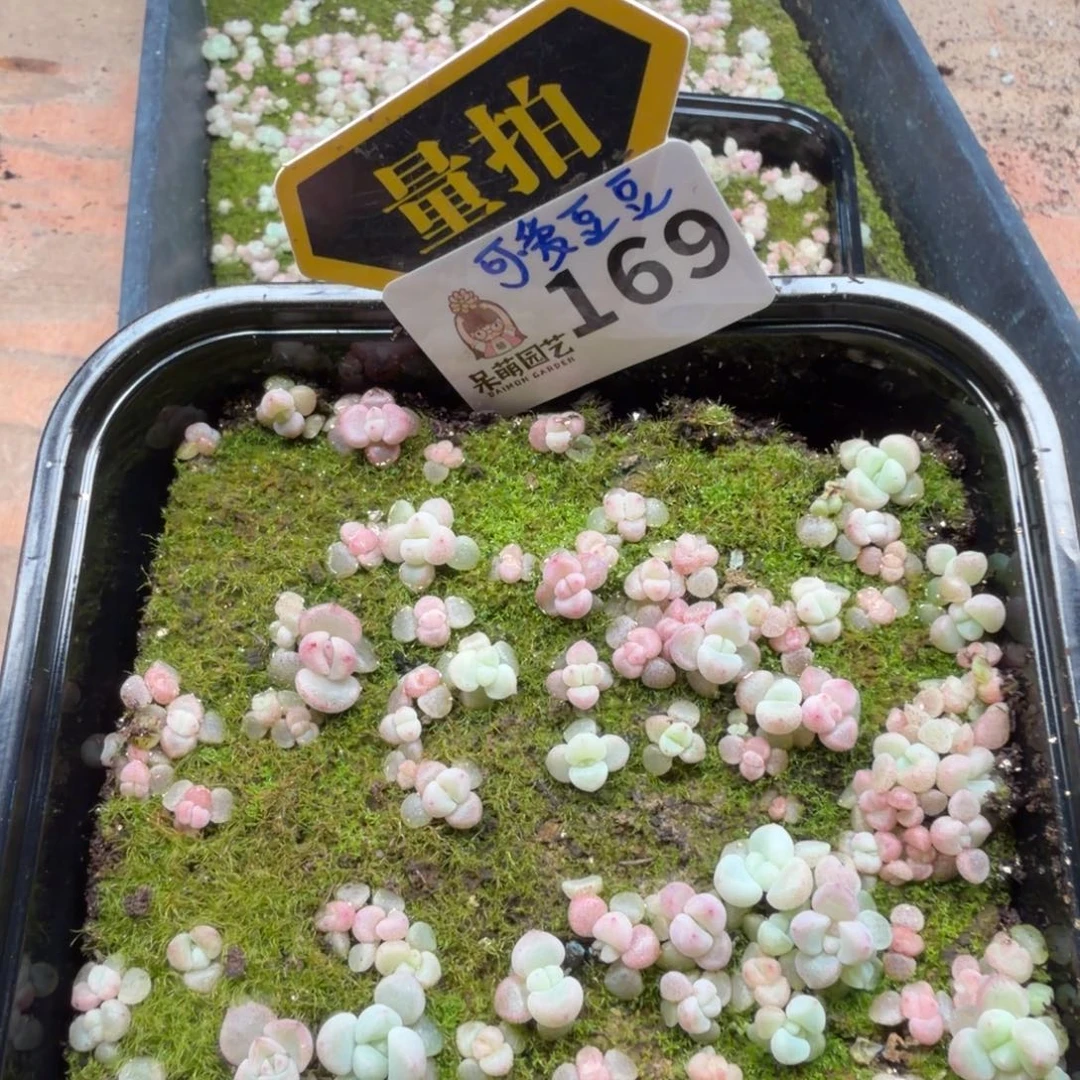 多肉植物多肉植物