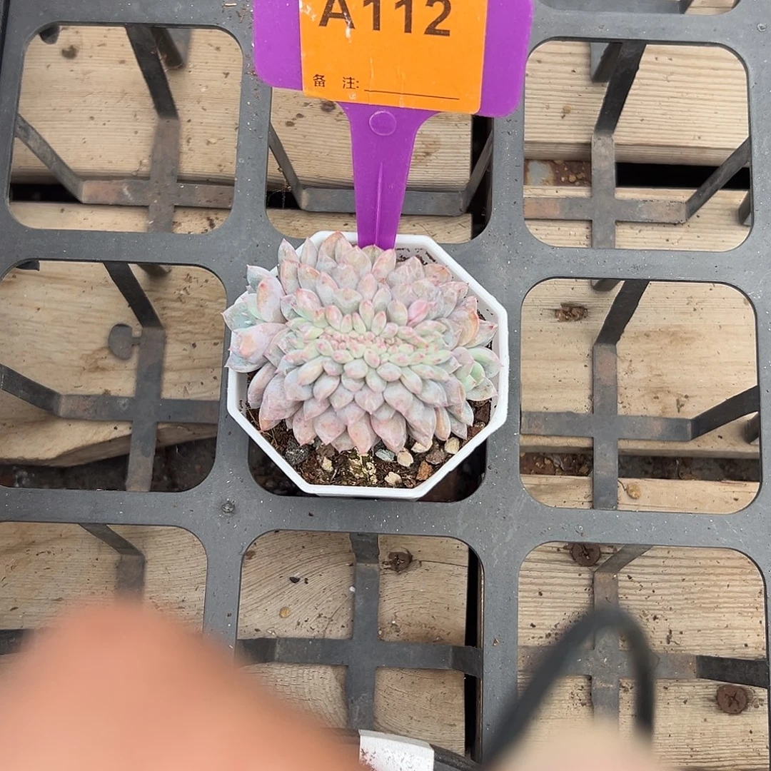 ****宝多肉植物一物一拍