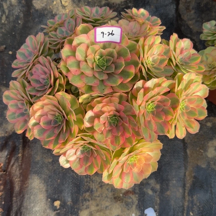 （***）雨荷多肉植物绿植26