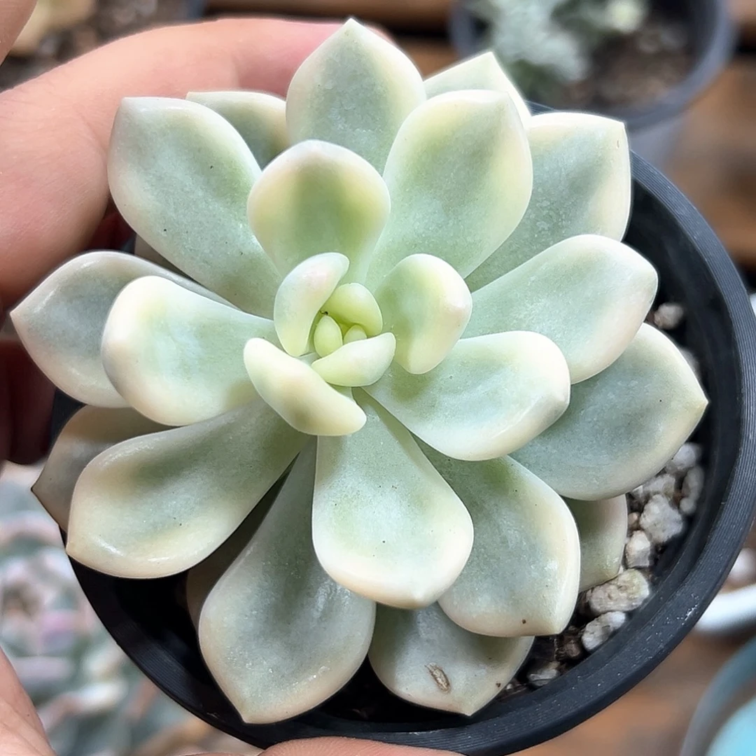 若桃锦 小方花圃一单包邮非偏远