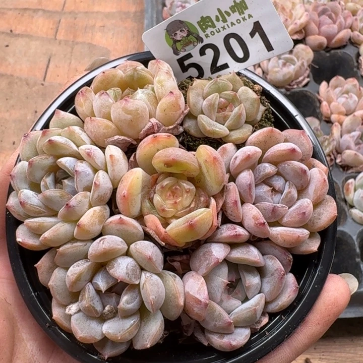 多肉植物多肉植物
