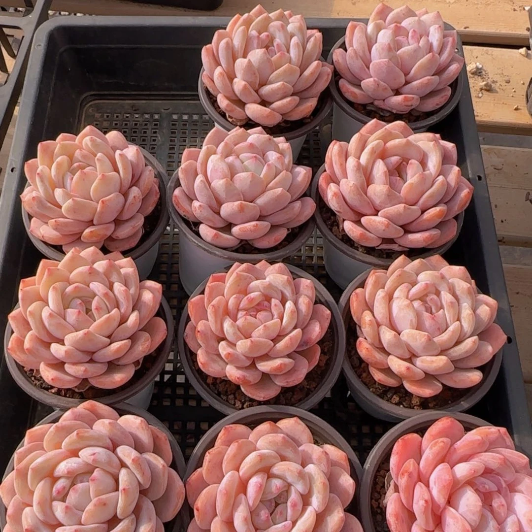 星影韩橙单头一颗脱土发货