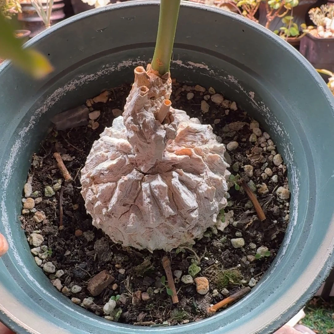 冻***梨龟甲罗摩678 仙人球