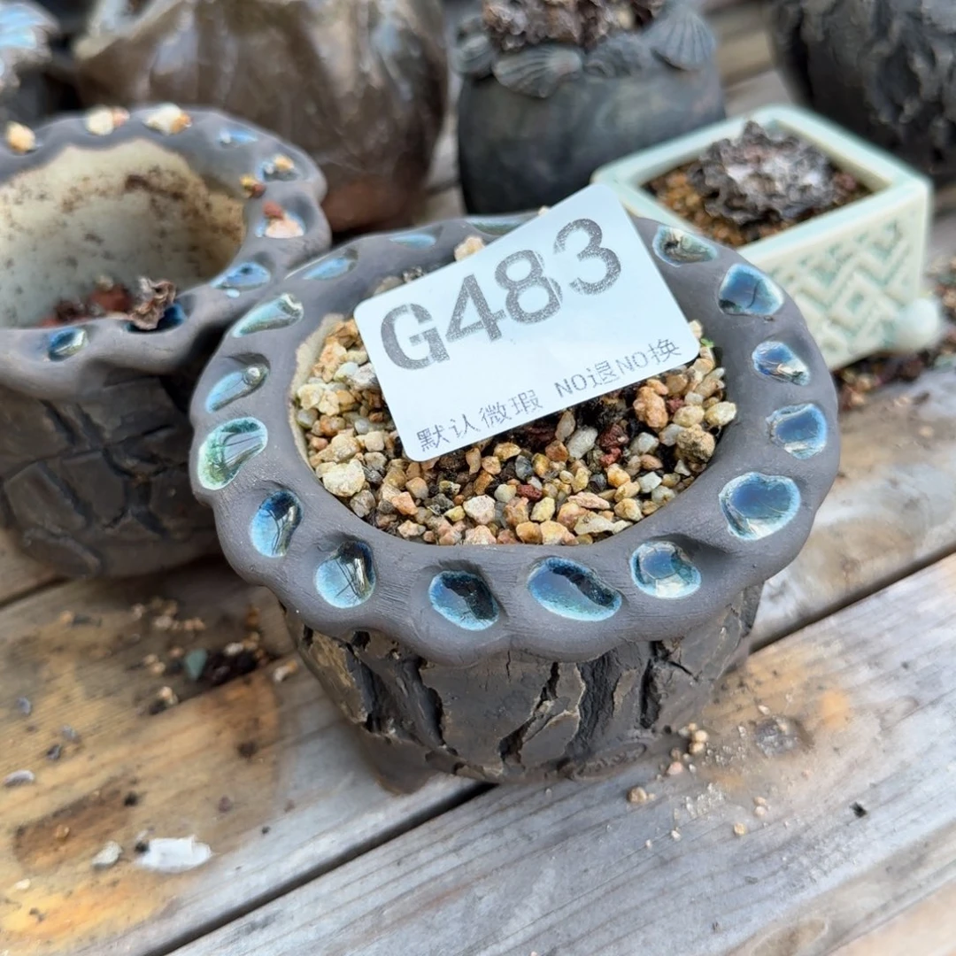 重庆小燕子欢迎大家483