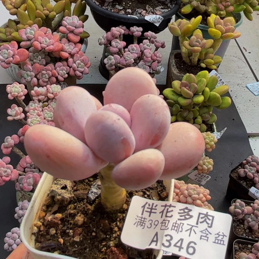 346彩虹奶5cm多肉