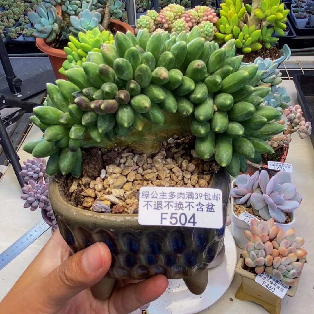 504香蕉树缀多肉10c m
