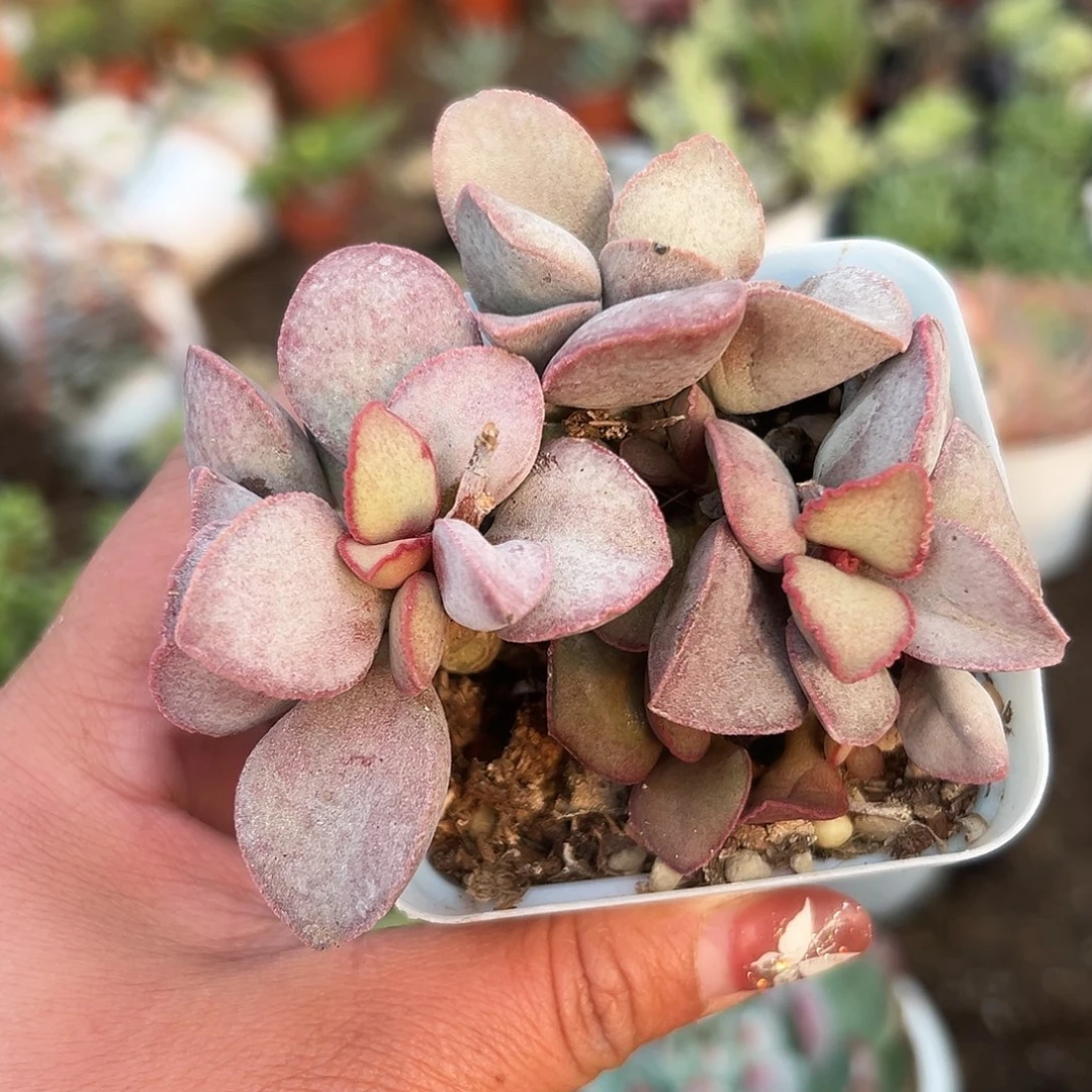 多肉植物金牛座水泡