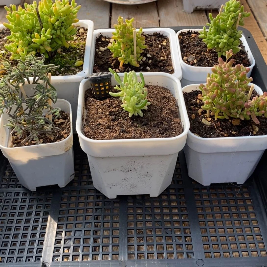 枝干番杏多肉植物594