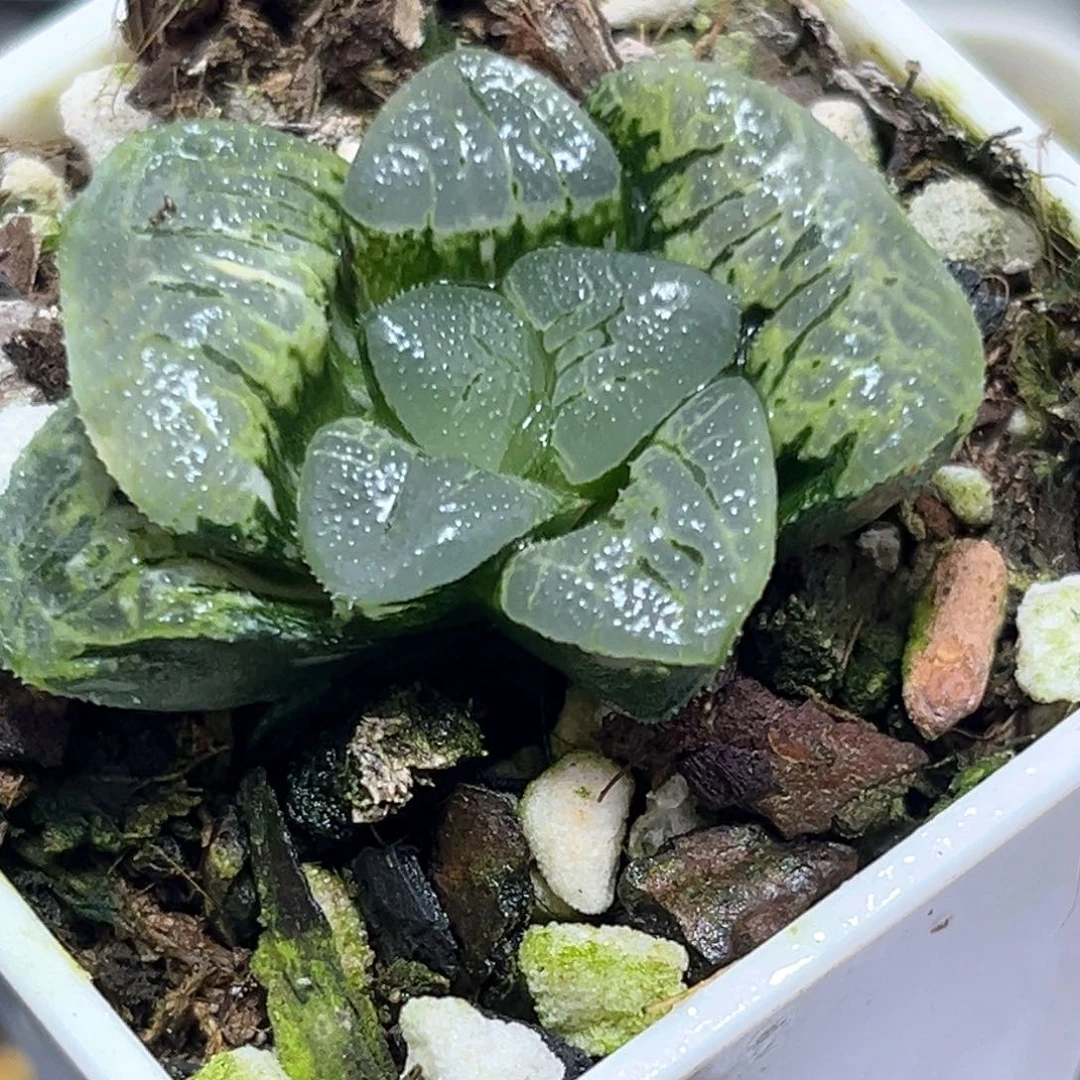 恭喜发财大吉大利4290