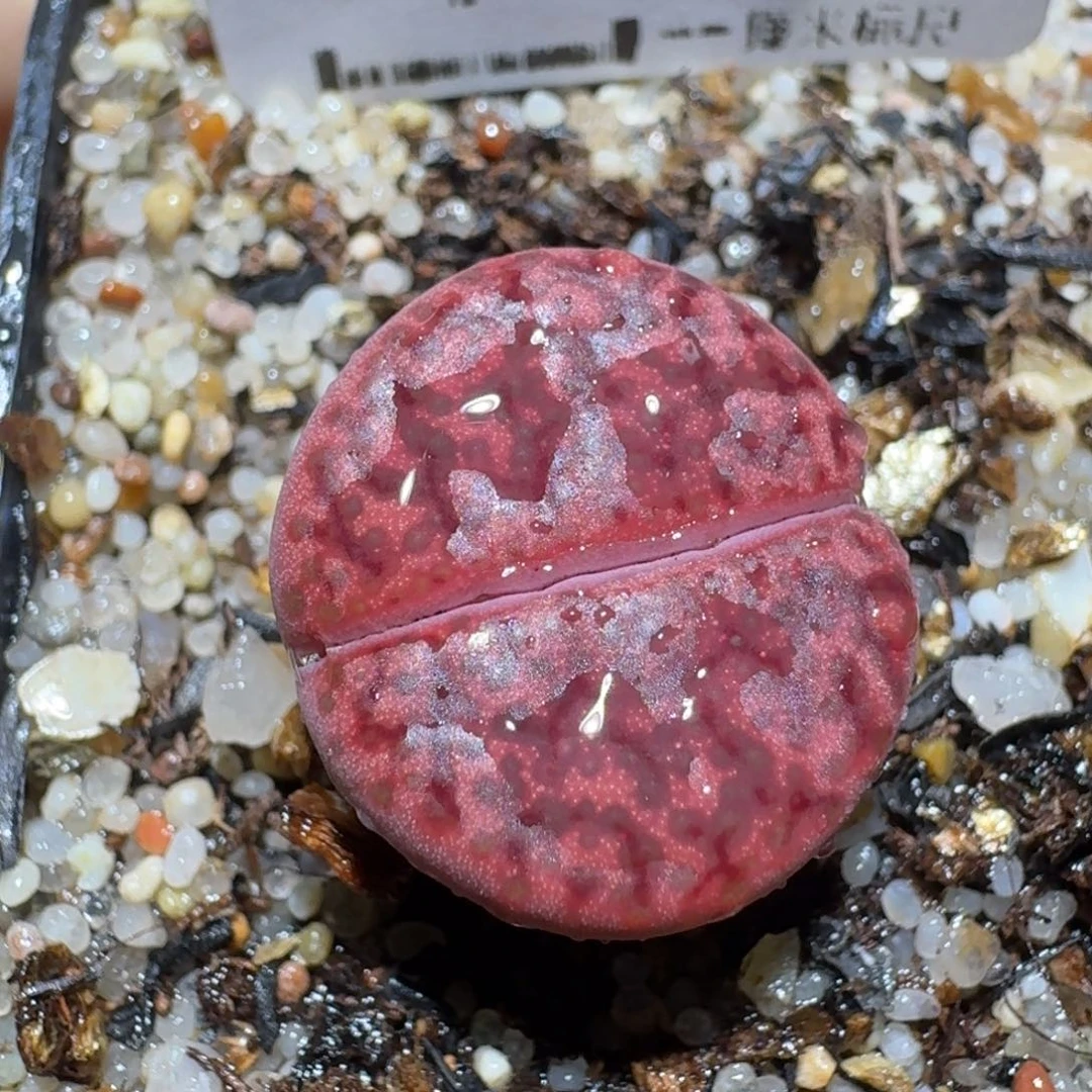 zzz美货便宜啦1191