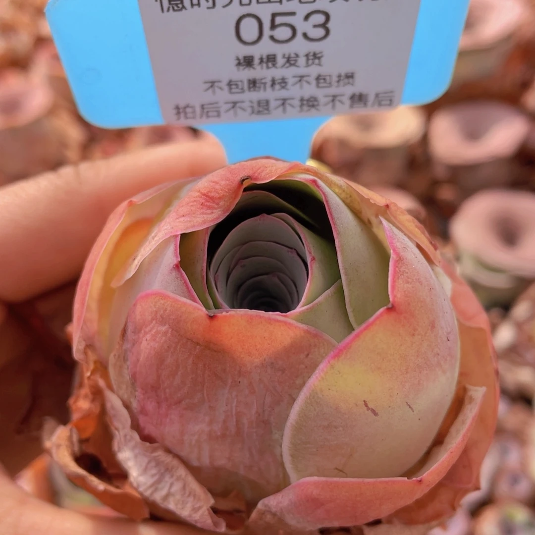 山地玫瑰053裸根发货不售后