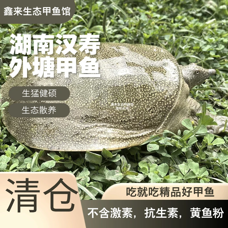 【5只甲鱼福利】湖南生态外塘活体甲鱼 共5斤包活 包邮到家