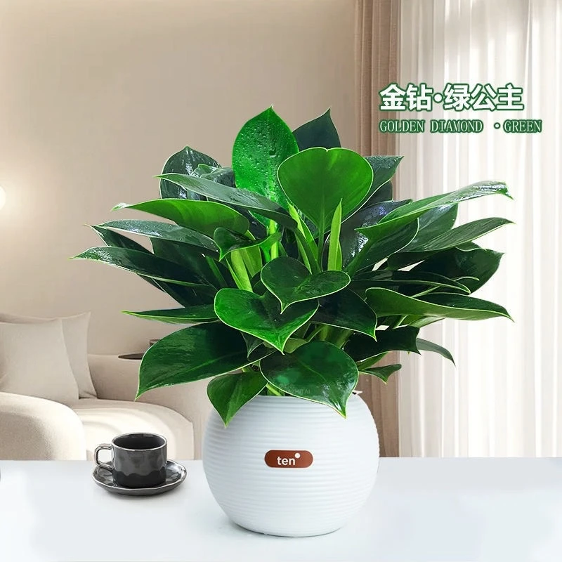 大叶金钻绿公主绿植室内盆栽植物绿萝水培好养活四季花卉新房客厅