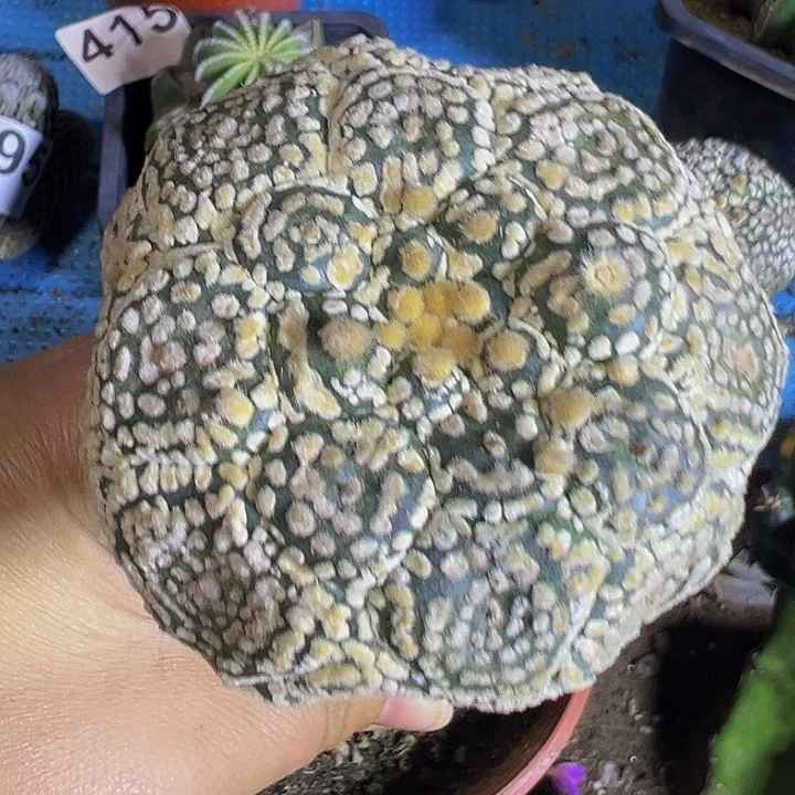 指纹龟甲兜290仙人球