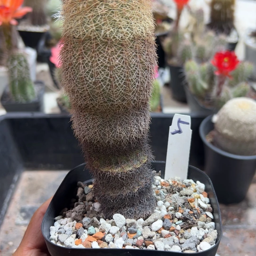 5 粉御旗实生虾带盆发111