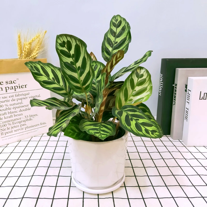 孔雀竹芋 净化空气室内盆栽花卉