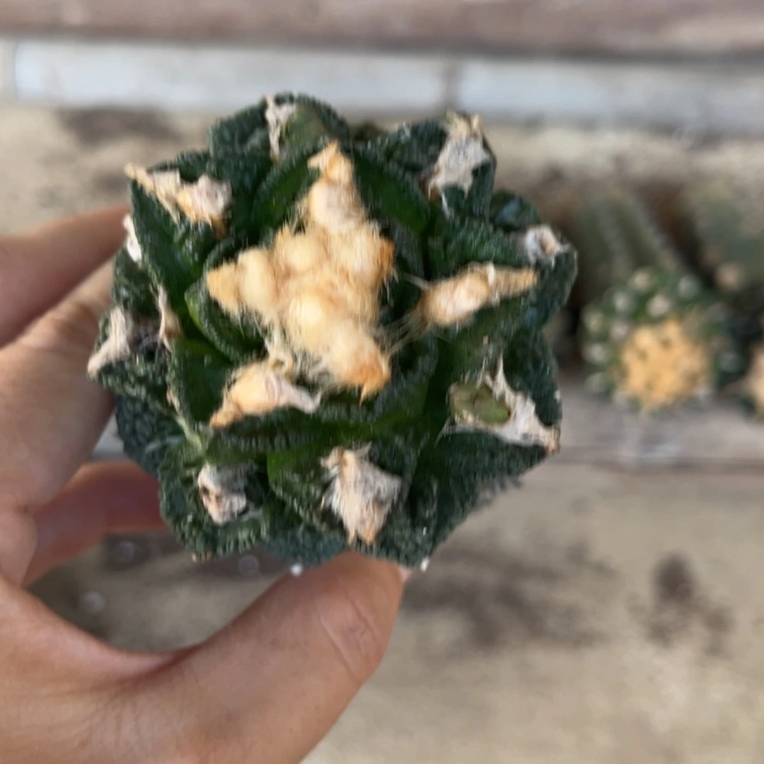 仙人球仙人球仙人球