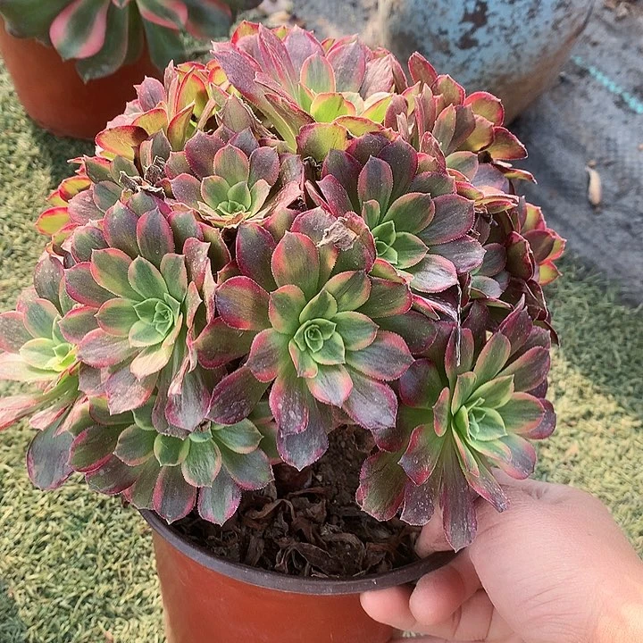 760安娜多肉植物