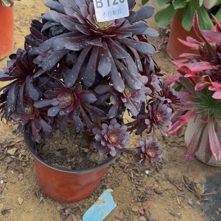 120黑同多肉法师不包断枝