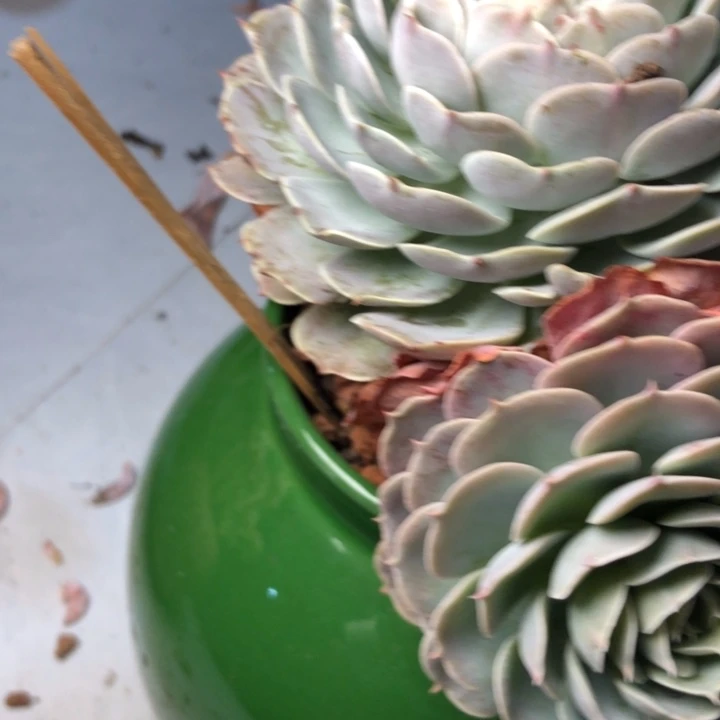 香*菜19///////////////