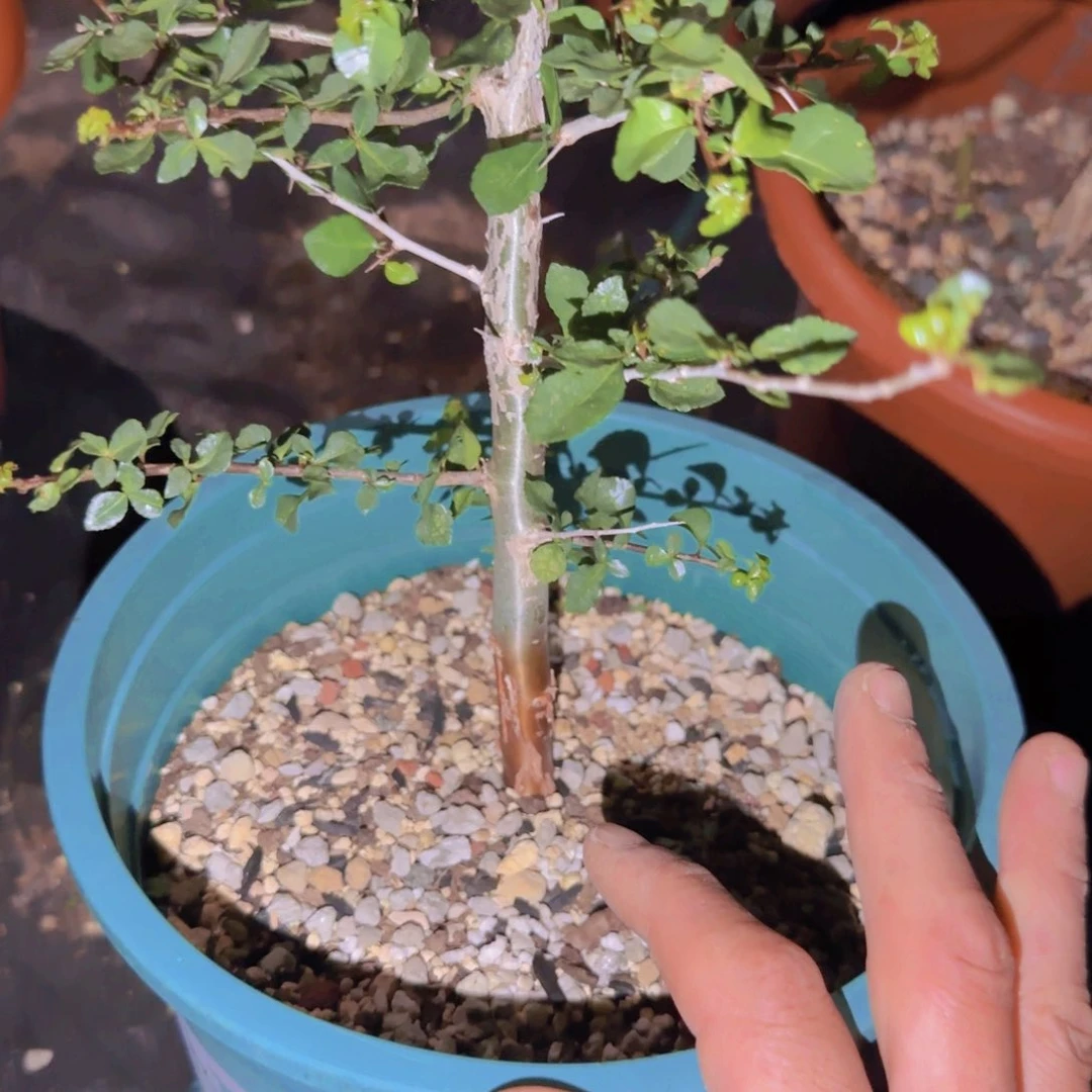 碟***迪块根植物块根植物