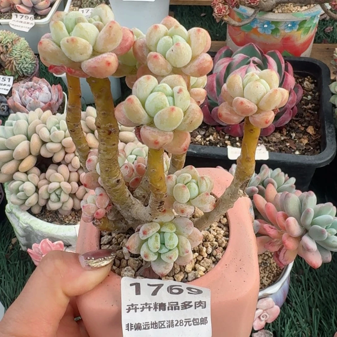 1769一物一拍（满28包邮）