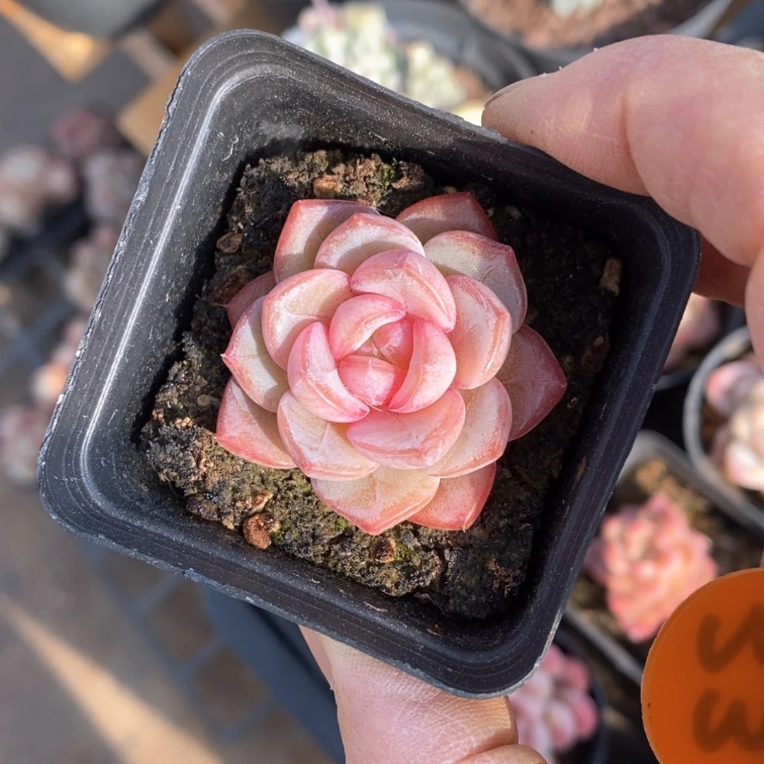 精品多肉一物一拍不包整337