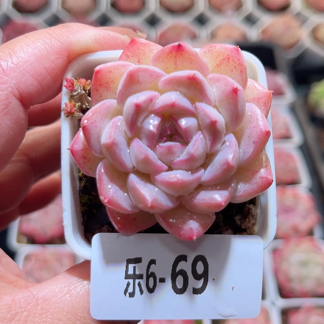 乐6-69 白桃单头