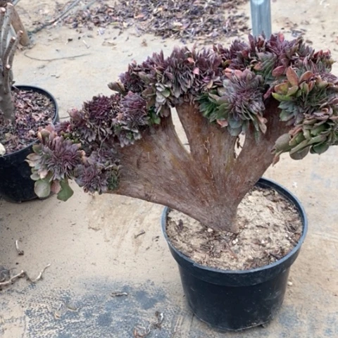 万缀51多肉植物法师