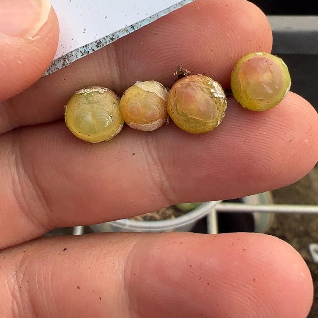 祁*@22-12肉锥多肉植物