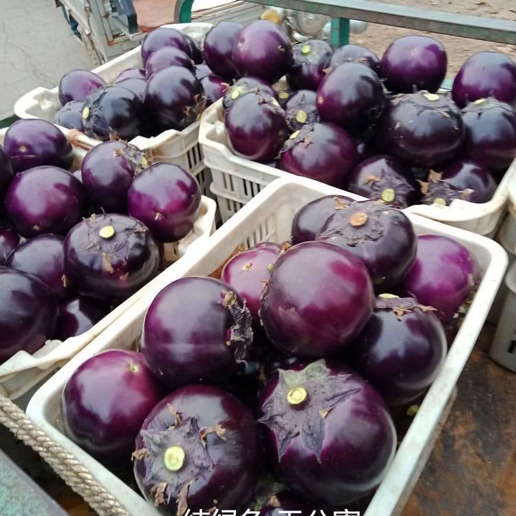 山东圆茄子现摘现发紫光圆茄农家菜新鲜便宜蔬菜批发