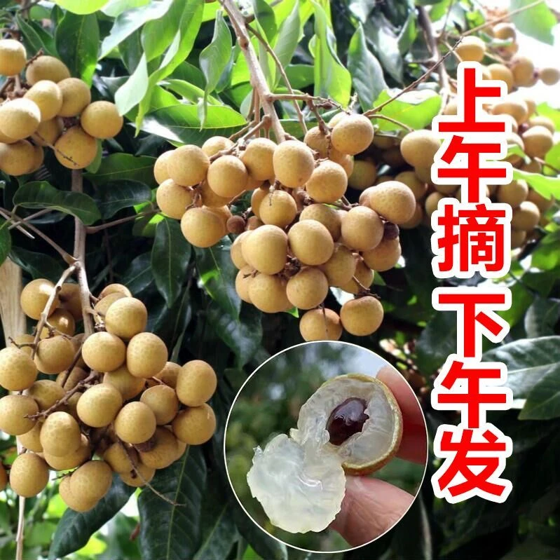 [顺丰包邮]广东高州储良龙眼现摘现发清甜多汁肉厚饱满当季水果