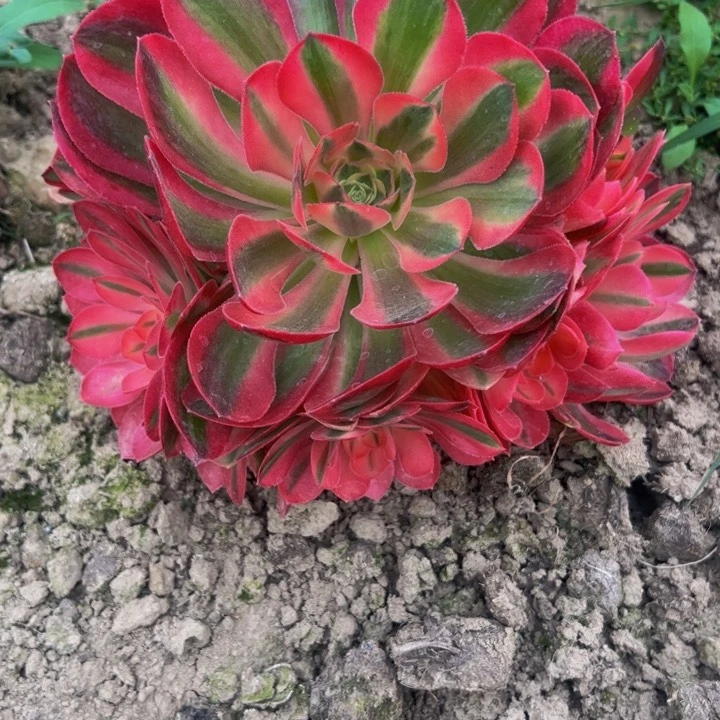 109香妃多肉植物