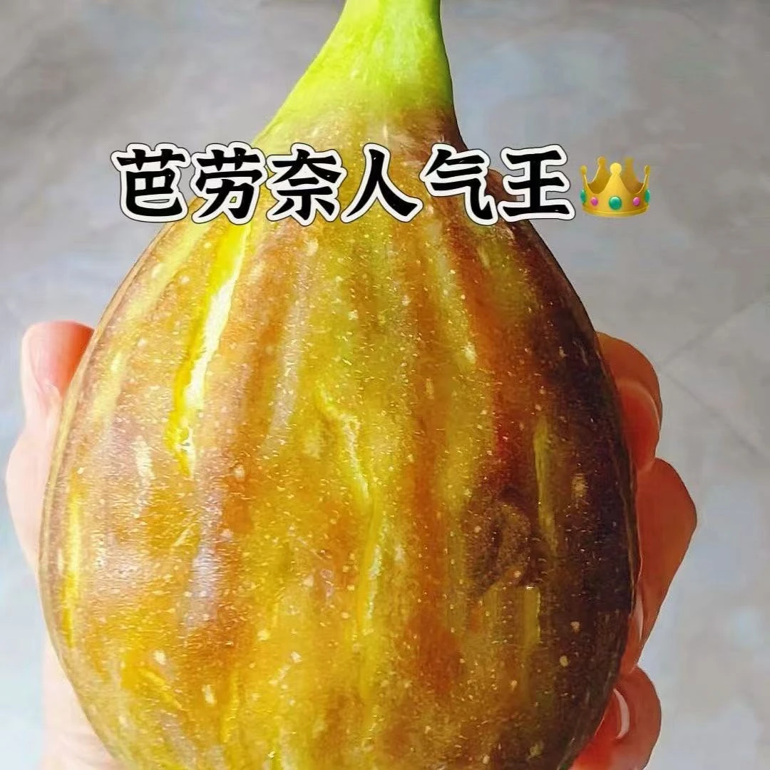 无花果树苗【活动价】