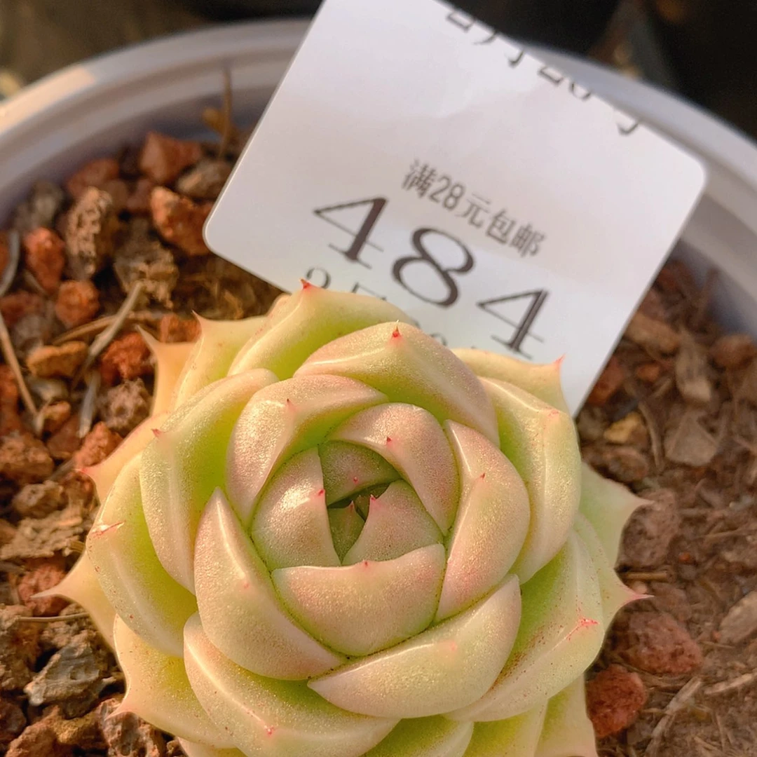 【闪购商品】云484