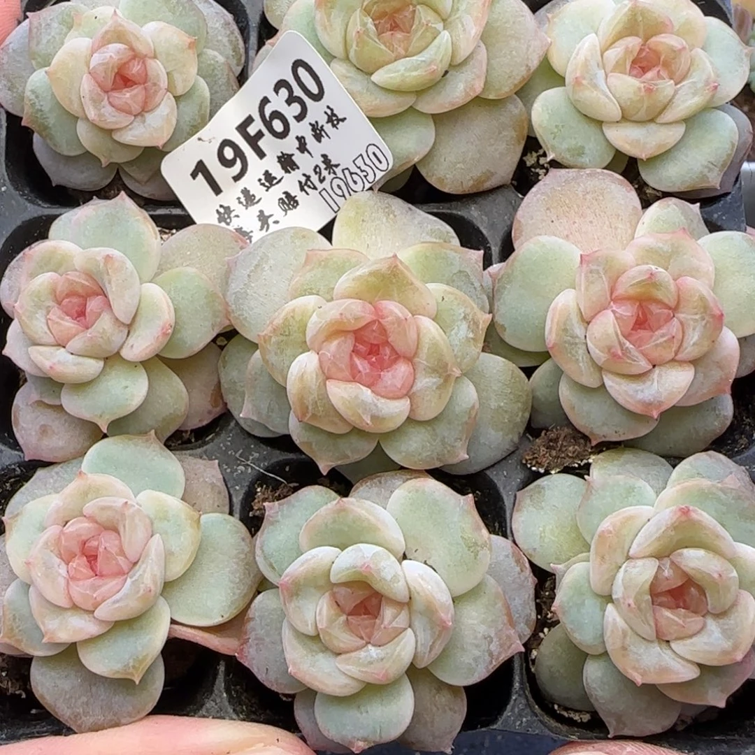 【满29包邮非偏远】630九棵宽外翻叶糖心